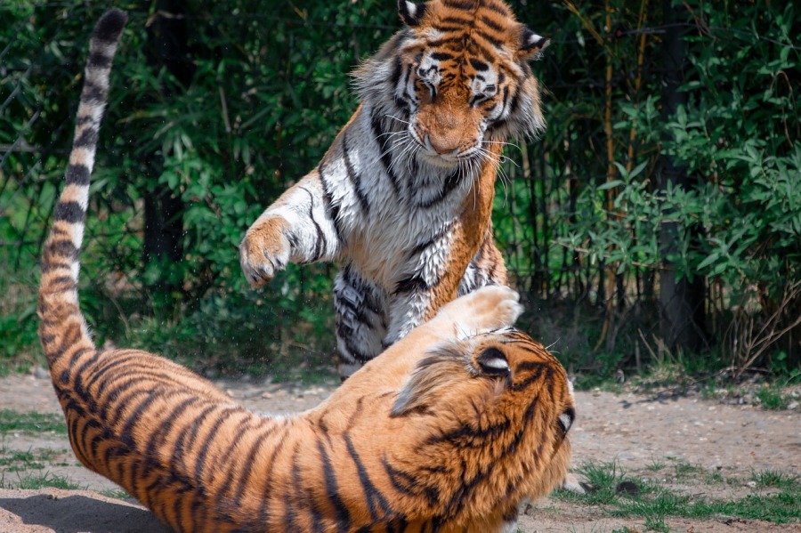 Bild von zwei Tiger